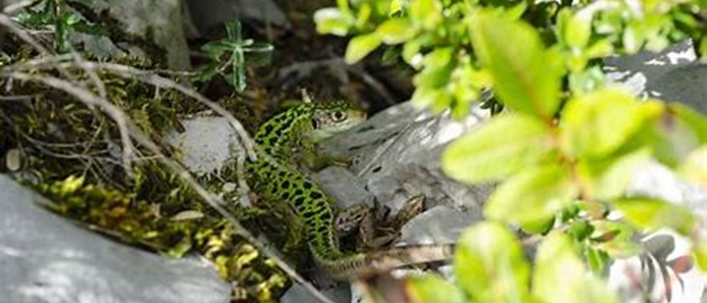 Conservatoire d'espaces naturels : Préserver la biodiversité...