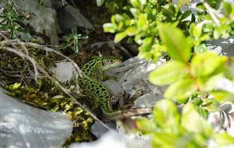 Conservatoire d'espaces naturels : Préserver la biodiversité...